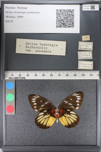 Media type: image;   Entomology 128249